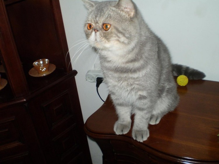 Британские котята окрас табби маленькие