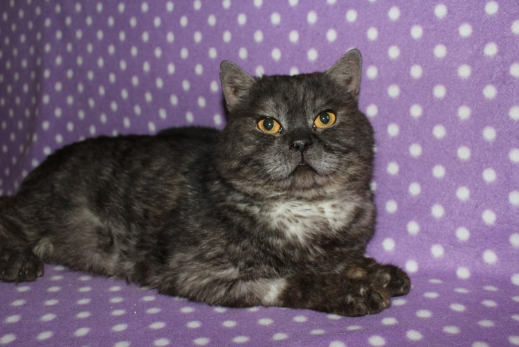 Метис шотландской кошки