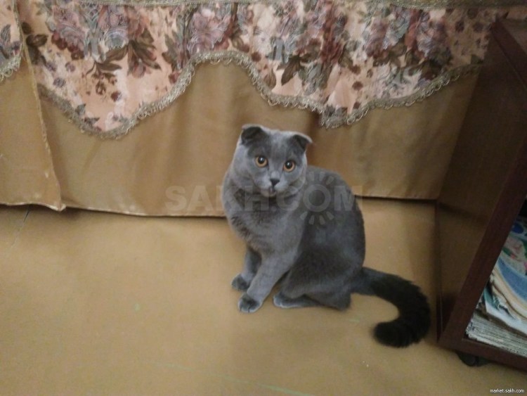 Метис скоттиш фолд