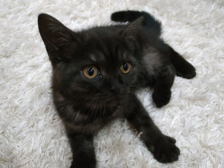 Смесь британской и шотландской кошки