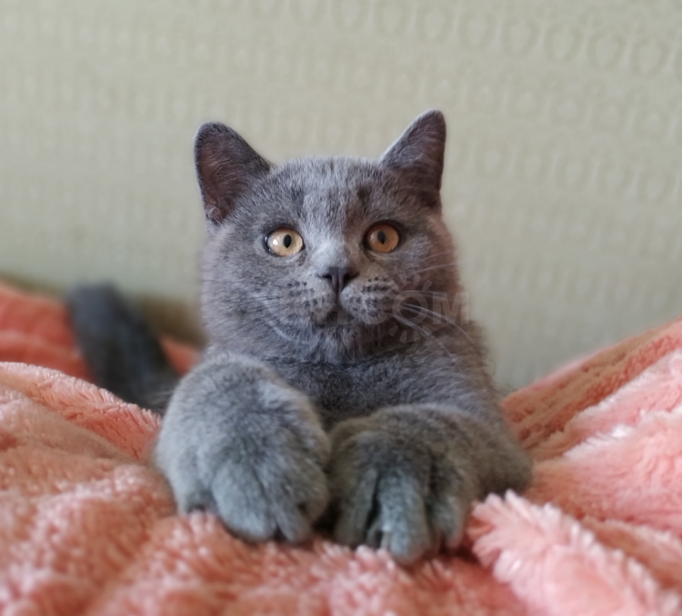 Шотландская вислоухая кошка метис