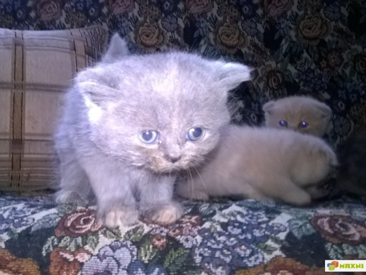 Смесь британца и шотландца вислоухого