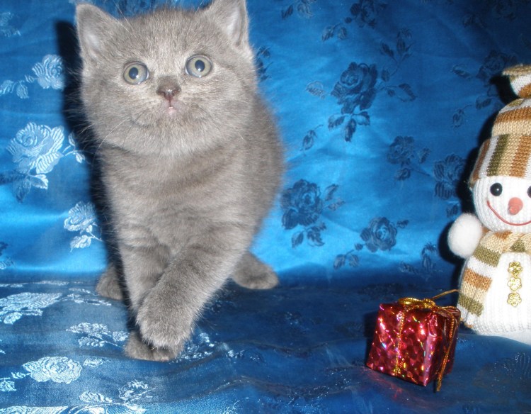 Смесь перса и шотландца