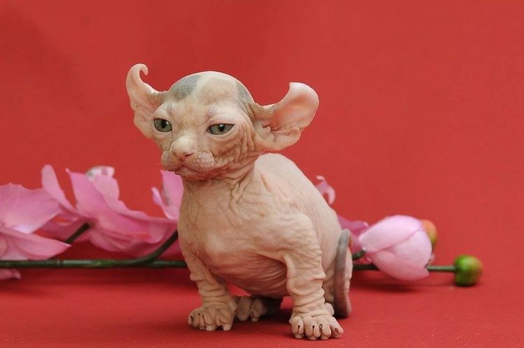 Сфинкс породы Двэльф