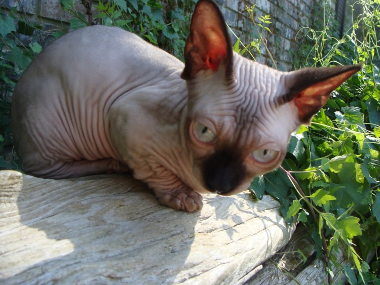 Сфинкс Манчкин Эльф