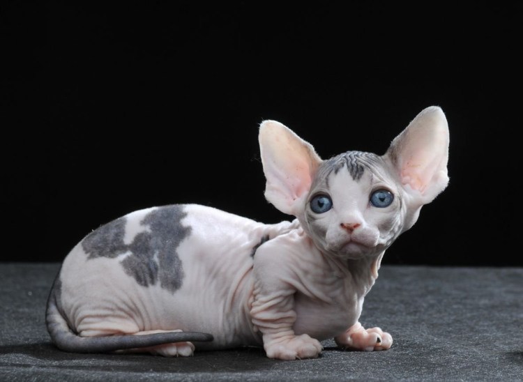 Канадский сфинкс коротколапый