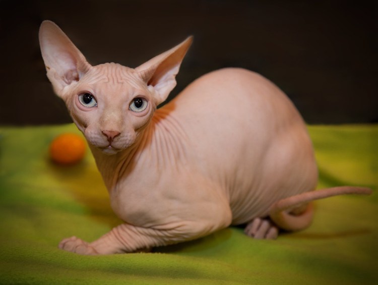 Кошки маленькие красивые породистые