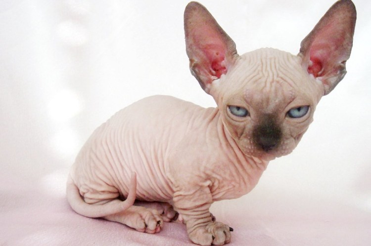 Бамбино порода кошек