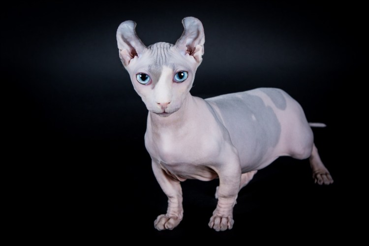 Канадский сфинкс Бамбино