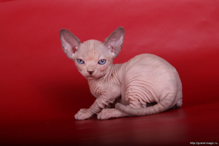 Вислоухие Корниш Бамбино