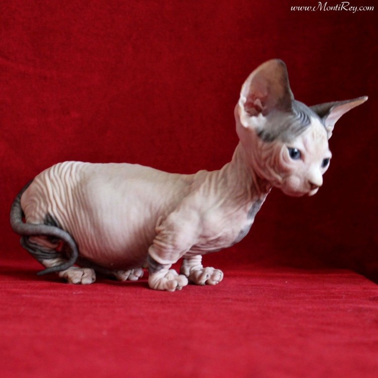 Кошки сфинксы Бамбино