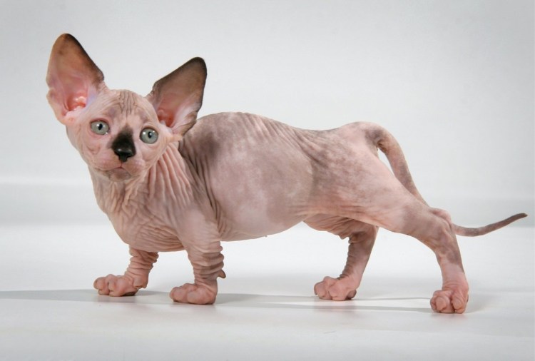 Сфинкс кошка породы Бамбино