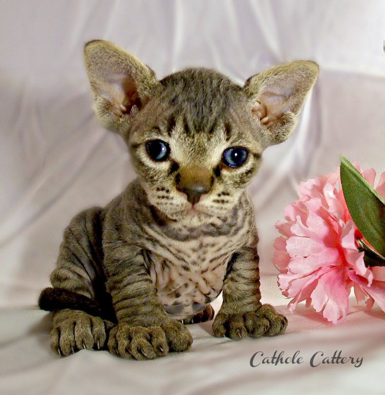 Кошки сфинксы Бамбино