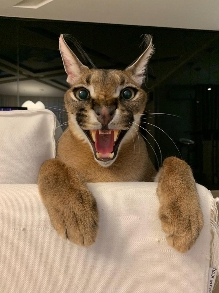 Каракал Шлепа большой