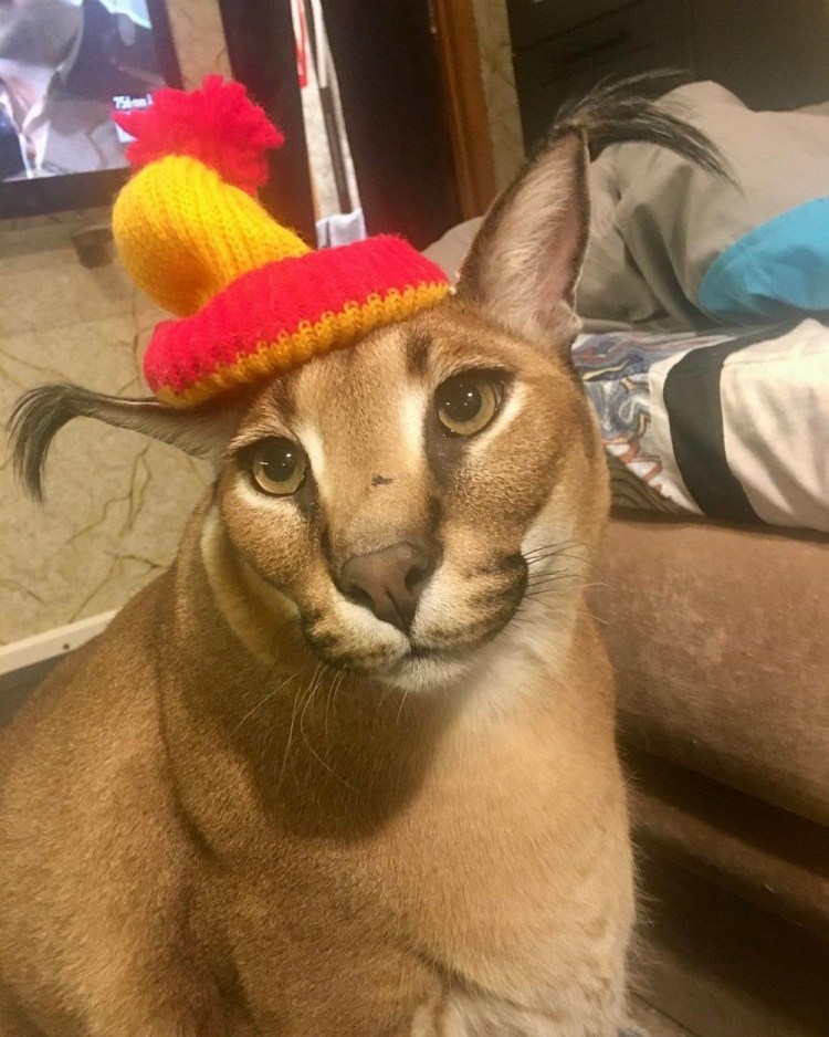 Каракал floppy