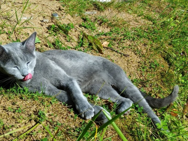 Котята породы каракал