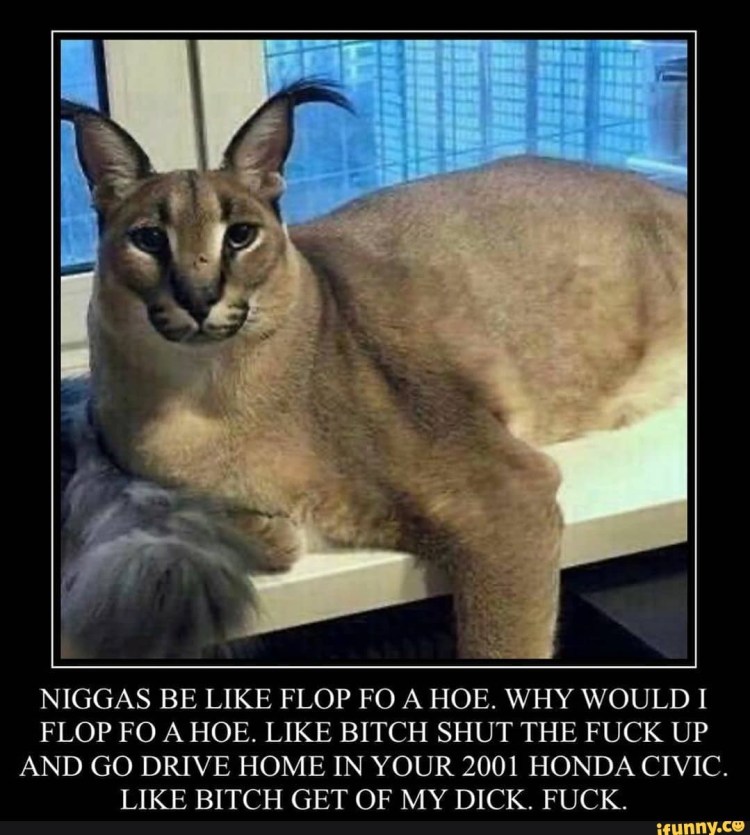 Каракал, пустынная Рысь