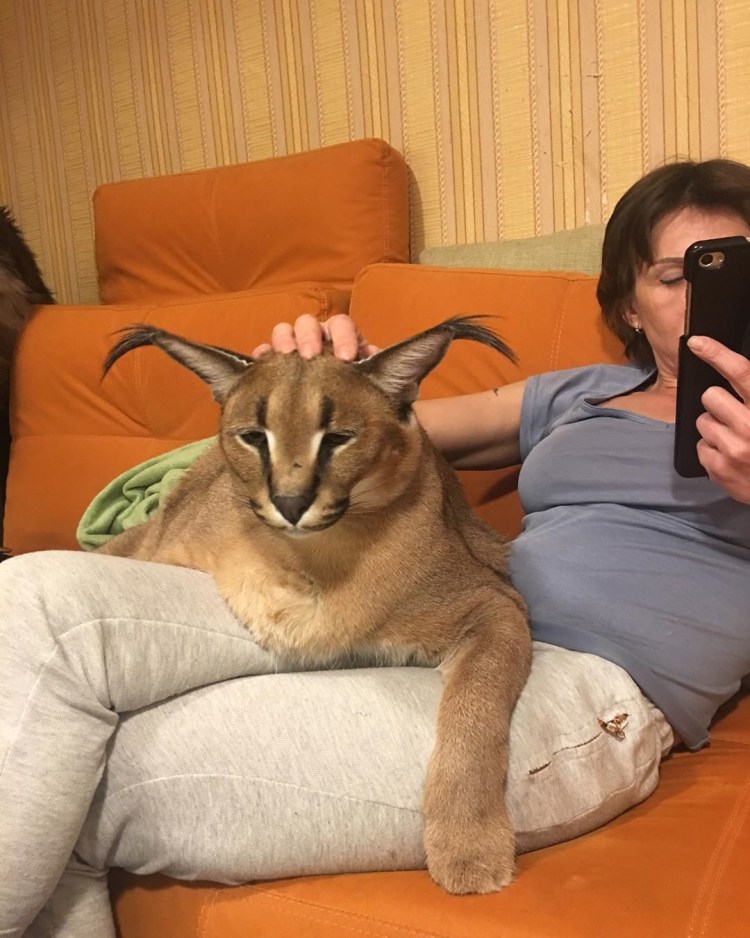 Сервал Шлепа