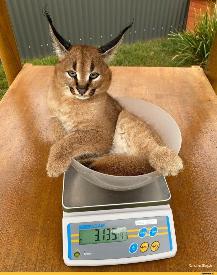 Каракал кот шлёпа