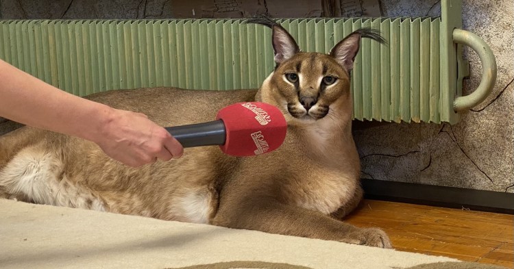 Большой русский Шлепа