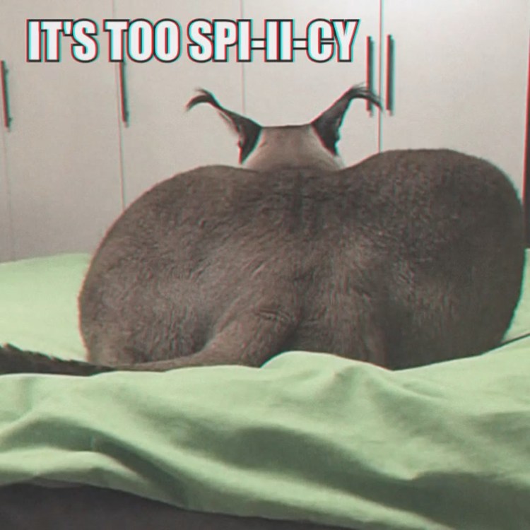 Шлёпа русский кот каракал