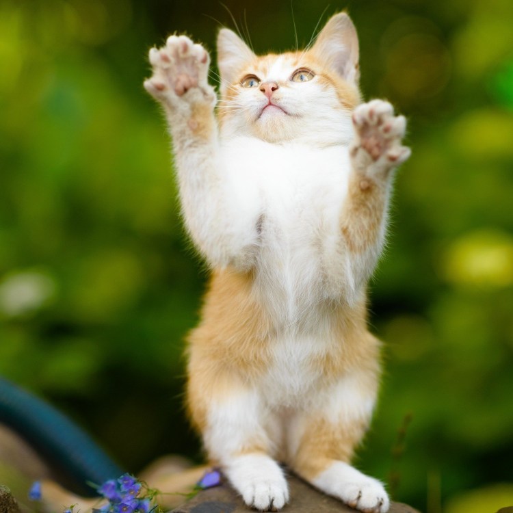 Котик с поднятой лапой