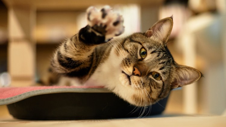 Котик приветствует