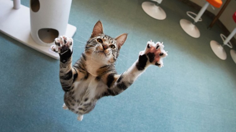 Кот с вытянутой лапой