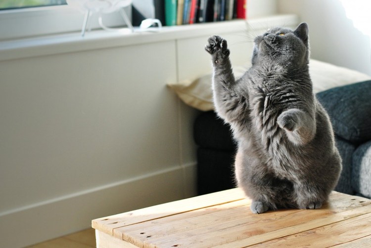 Коттк с прднятоц лапкой