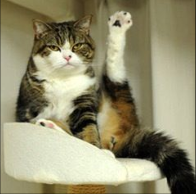 Котик с поднятыми лапками