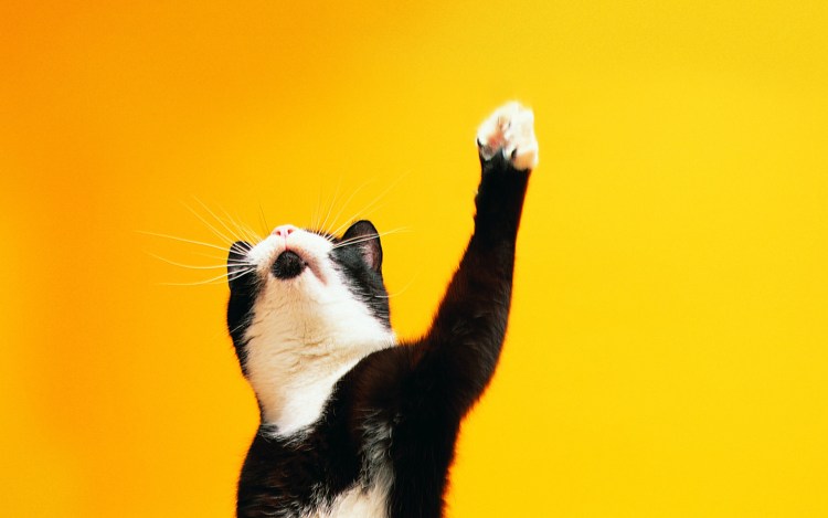 Котик с поднятыми лапками