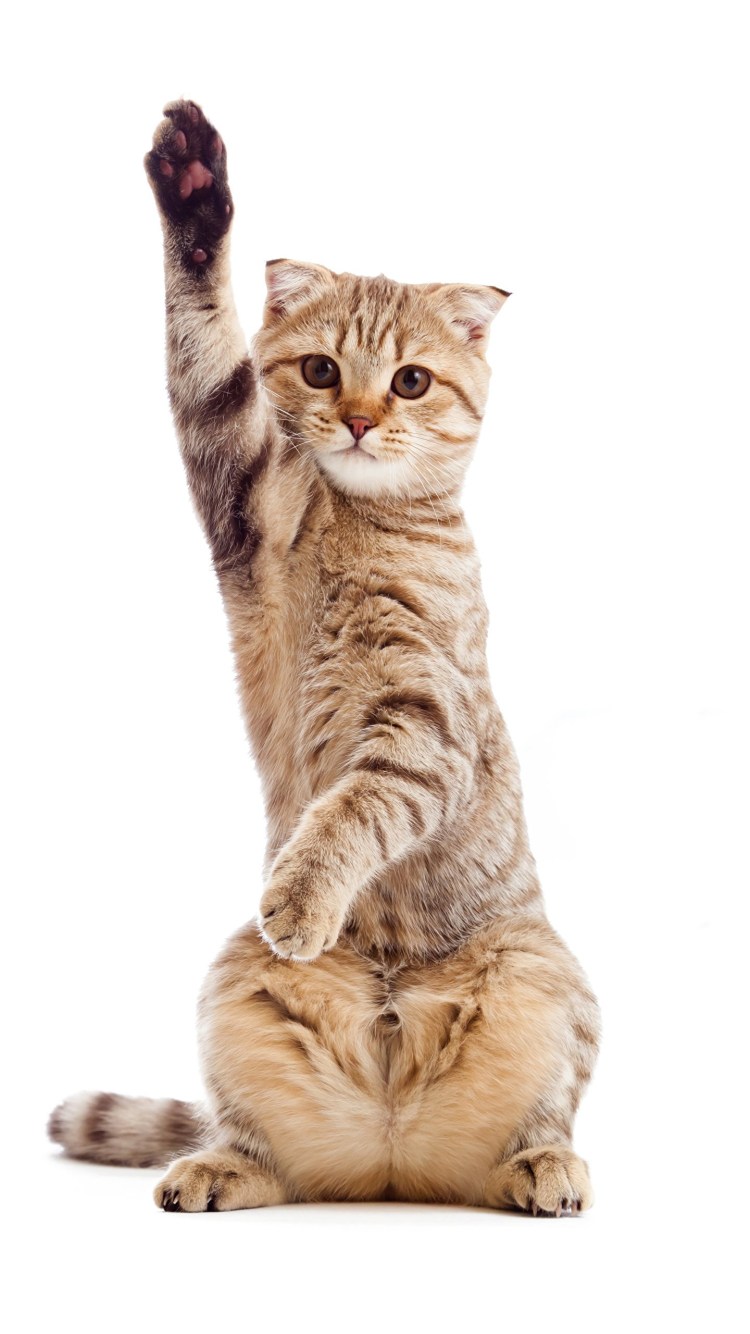 Кот стоящий на задних лапах