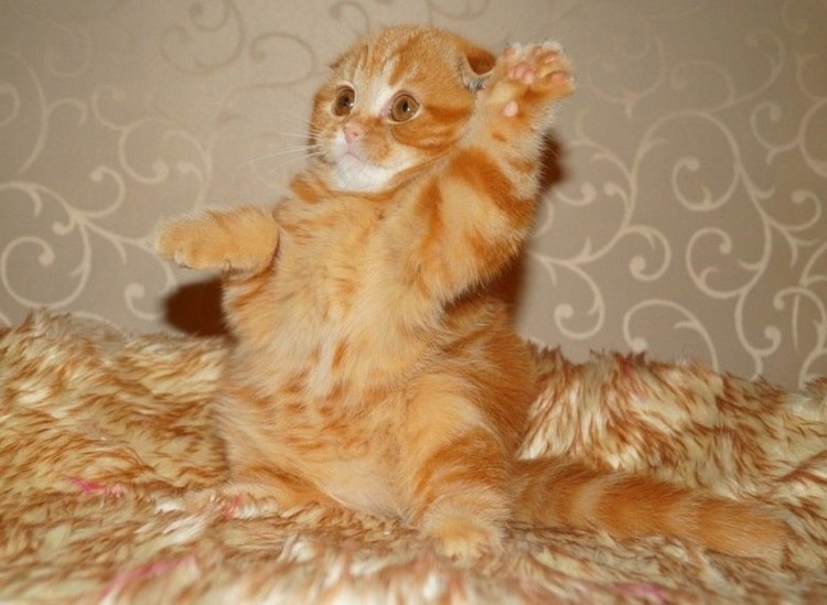 Коттк с прднятоц лапкой