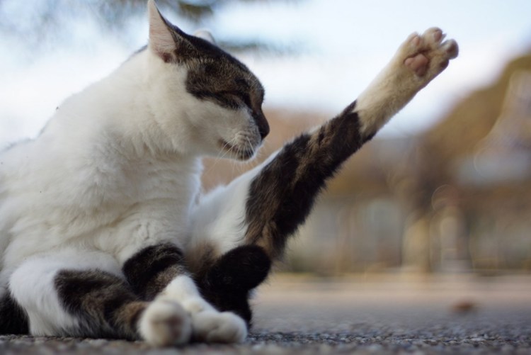 Японский Манеки неко