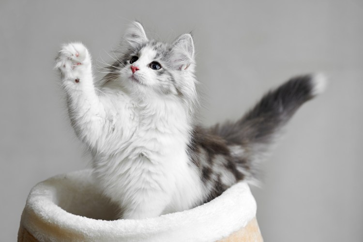 Котенок с поднятой лапой