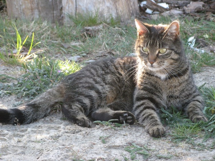 Дворовые коты полосатые