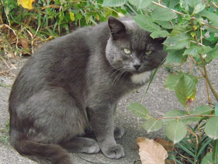 Полосатые кошки беспородные