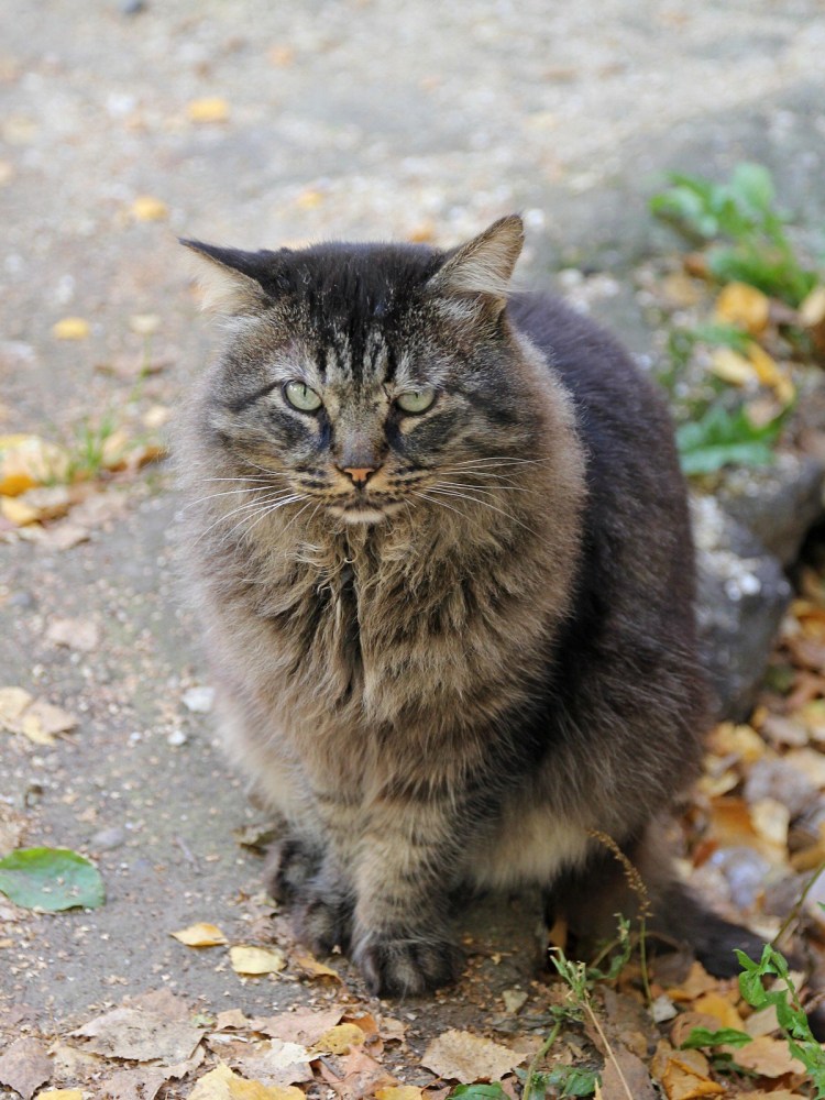 Серый дворовый кот