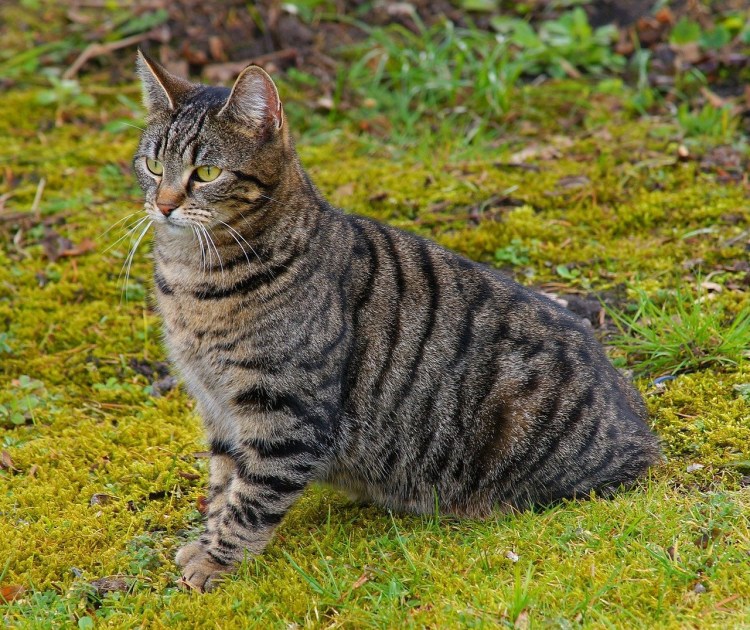 Серая кошка беспородная