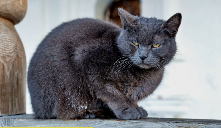 Кот дворняга порода