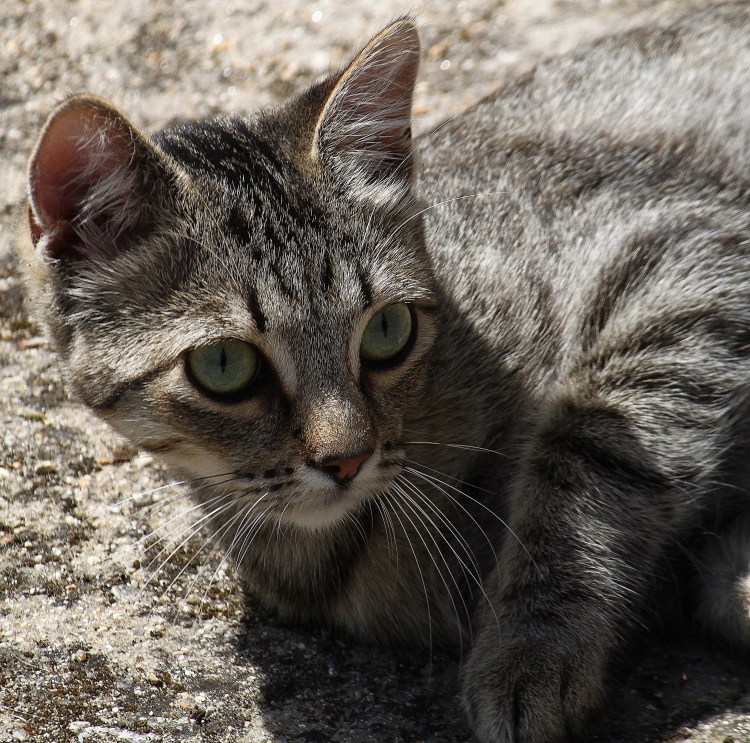 Серый табби беспородная