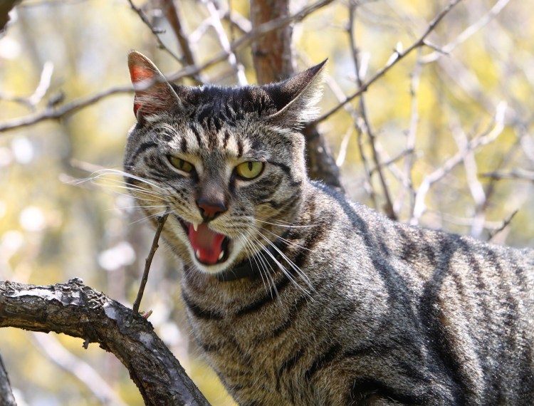 Кот породы двортерьер