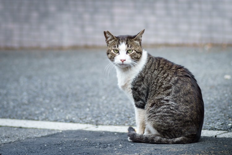 Дворовый кот