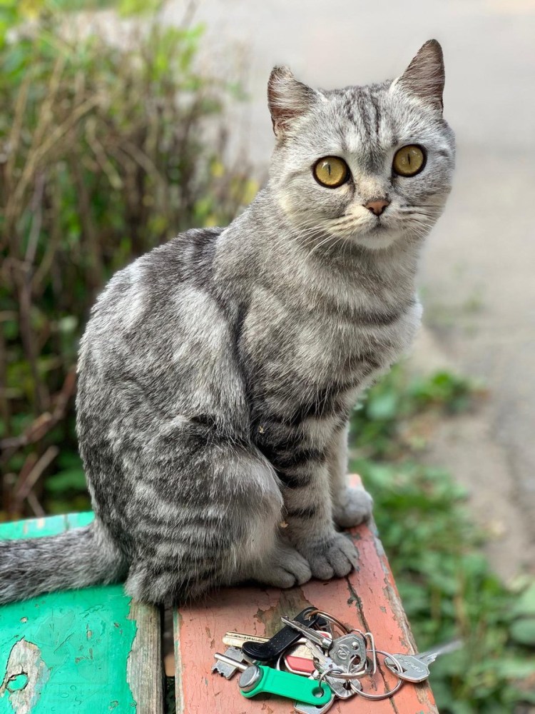 Полосатый кот беспородный