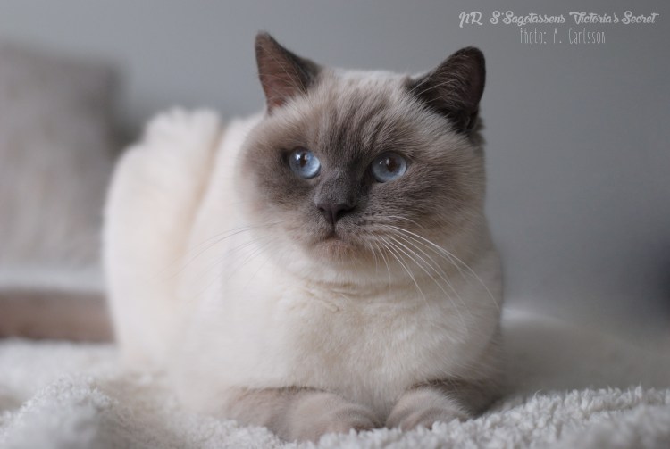 Блю тебби Пойнт тайская