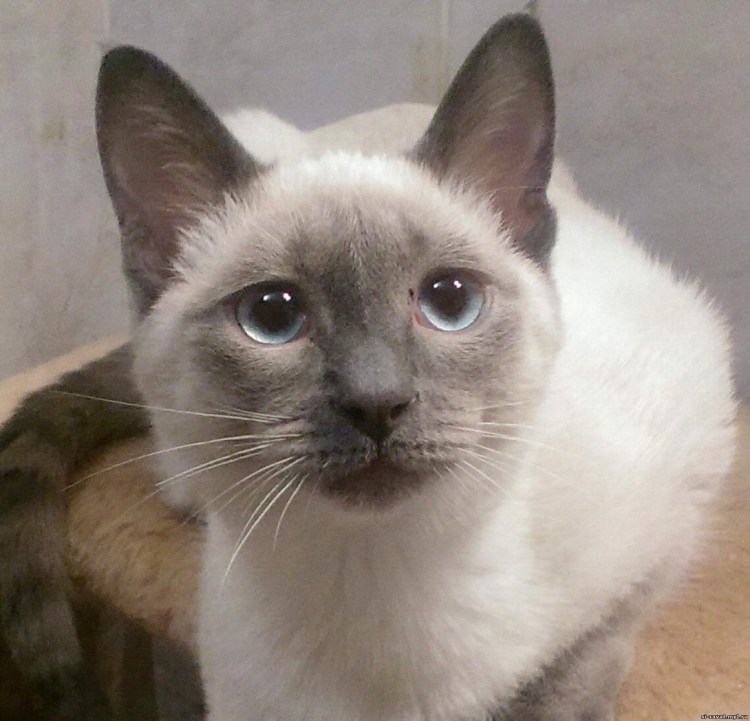 Тайская кошка Блю Бэй