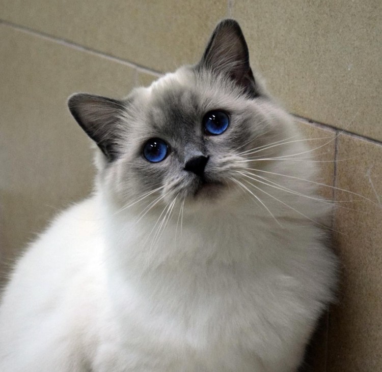 Тайский котенок Блю Пойнт