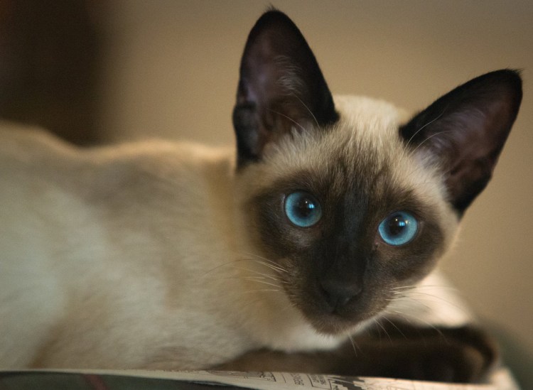 Тайская порода кошек Блю Пойнт