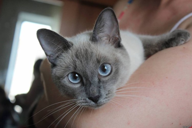 Сиамские метисы фото