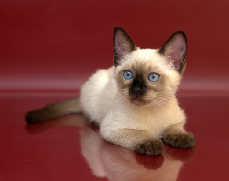 Плешивый сиамский